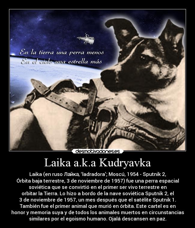 carteles animales laika perra cosmonauta sputnik desmotivaciones