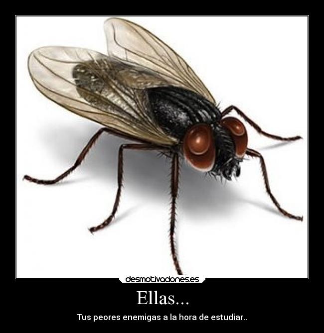 Ellas... -