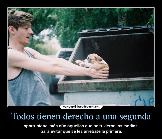 carteles animales motivaciones 900 carteles wiii desmotivaciones