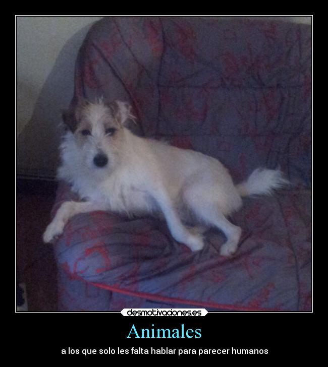 Animales - a los que solo les falta hablar para parecer humanos