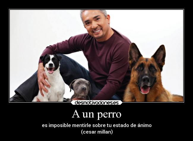 carteles animales perros desmotivaciones