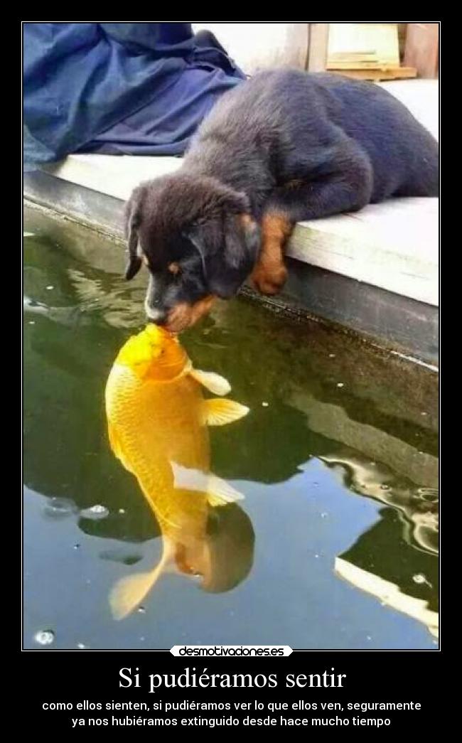 Si pudiéramos sentir - como ellos sienten, si pudiéramos ver lo que ellos ven, seguramente
ya nos hubiéramos extinguido desde hace mucho tiempo