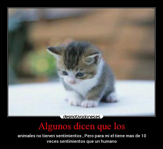 Algunos dicen que los -