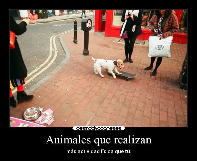 Animales que realizan - más actividad física que tú.