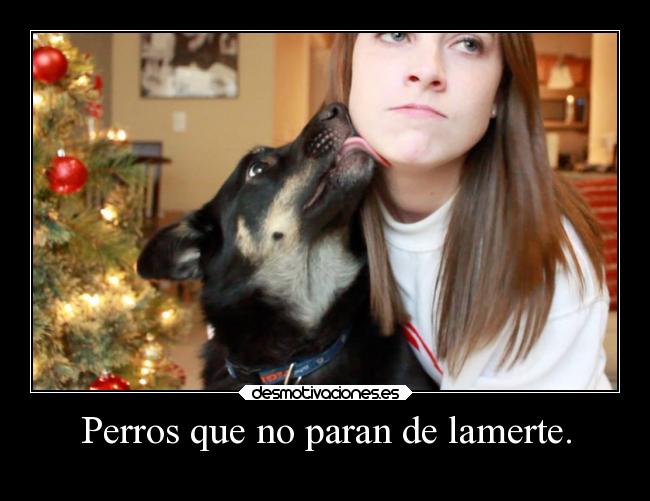 Perros que no paran de lamerte. -