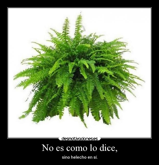 No es como lo dice, - 