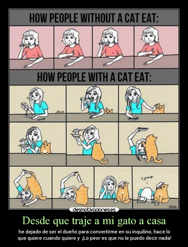 Desde que traje a mi gato a casa -