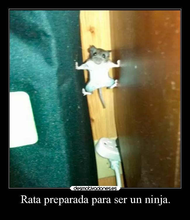 Rata preparada para ser un ninja. - 