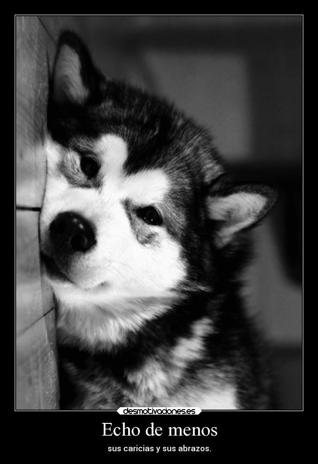 carteles cine perritos hamtaro esta jum lloroensilencio nubesdealgodon desmotivaciones