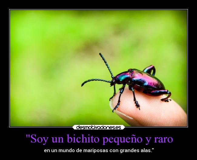 carteles confianza bichito raro mariposas alas mesientorara seronoser desmotivaciones