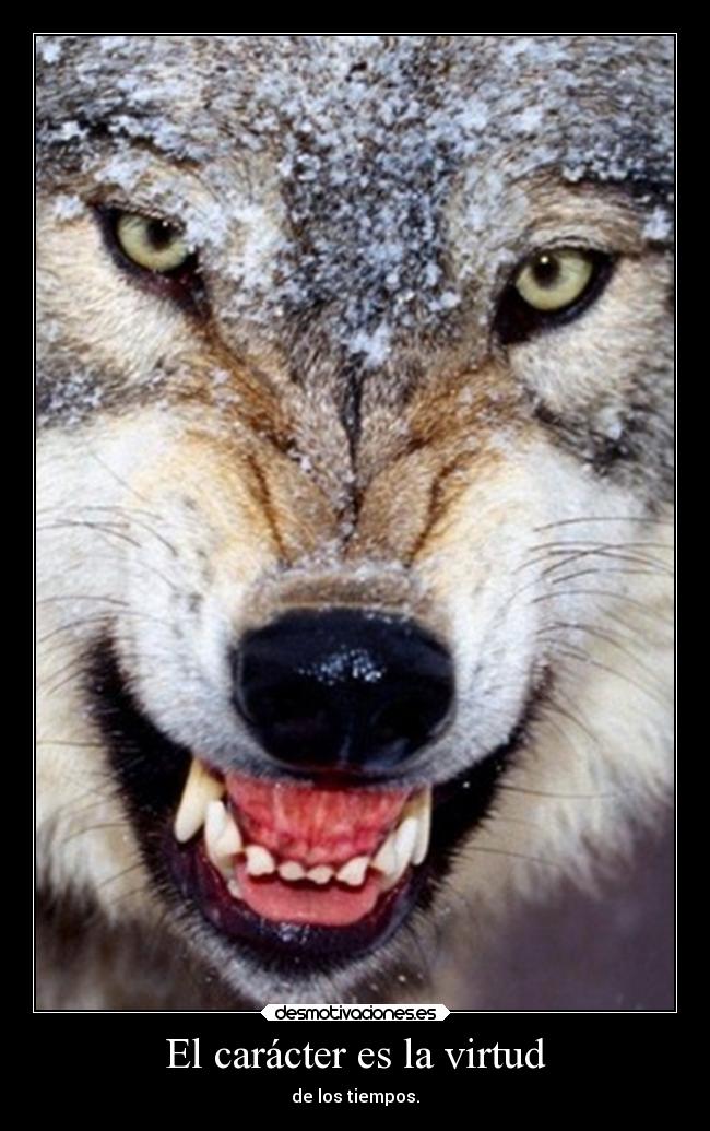 carteles caracter confianza corazon amigos alma odio lobo wolf clanloup delolvido grunido contraminopuedes caracter desmotivaciones