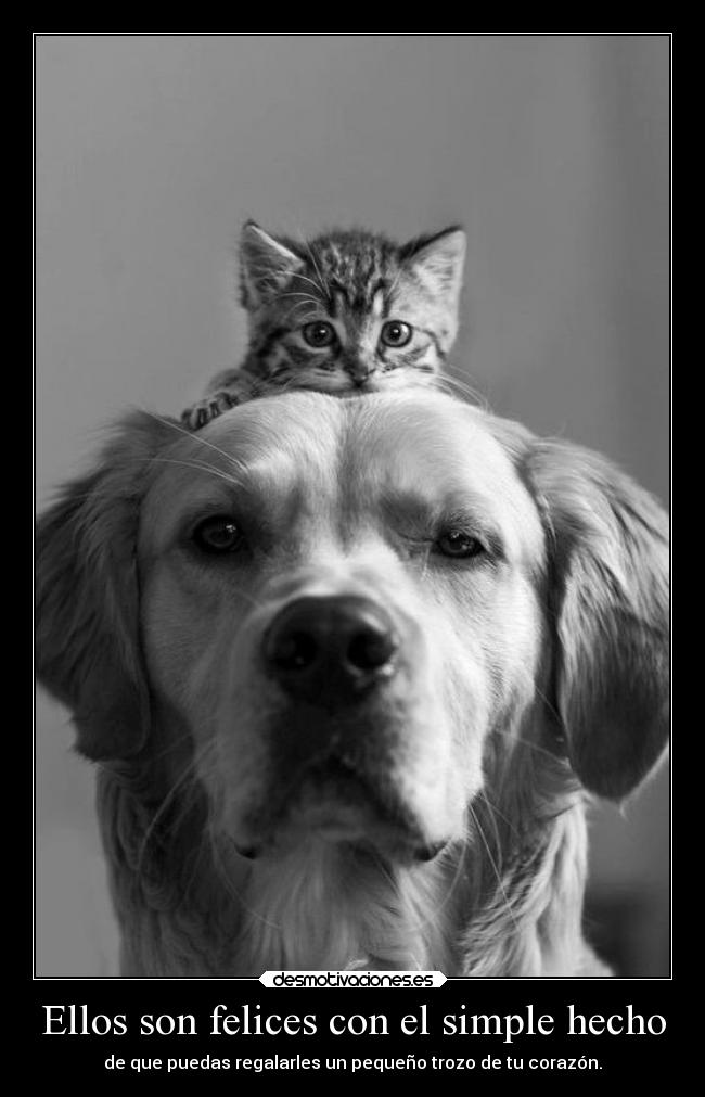 Ellos son felices con el simple hecho - de que puedas regalarles un pequeño trozo de tu corazón.