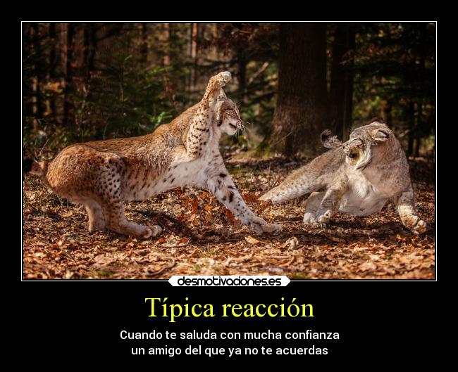 carteles familia amigos animales falta creatividad tigres mdteach kuroshonen desmotivaciones