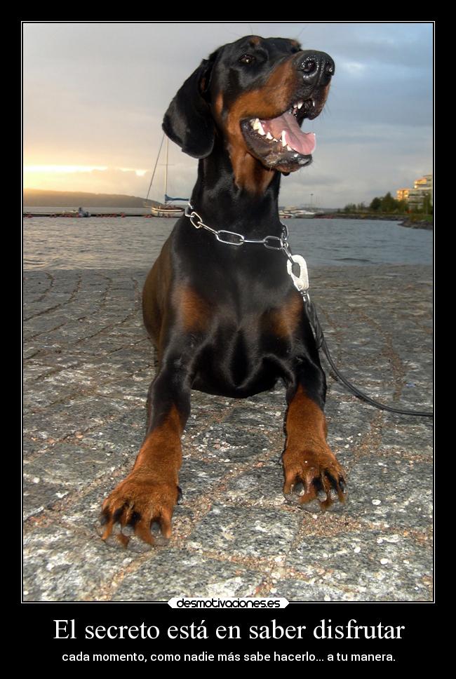 carteles felicidad animales doberman desmotivaciones