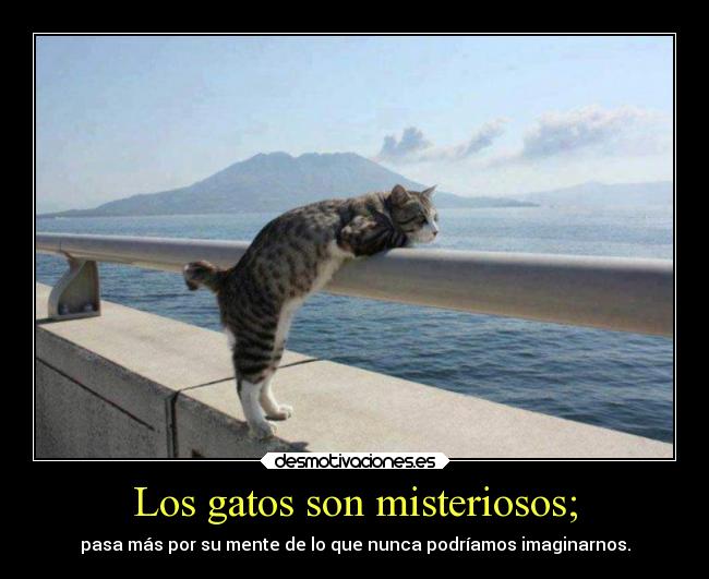 Los gatos son misteriosos; -