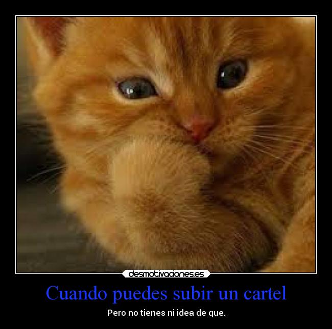 carteles gatos desmotivaciones