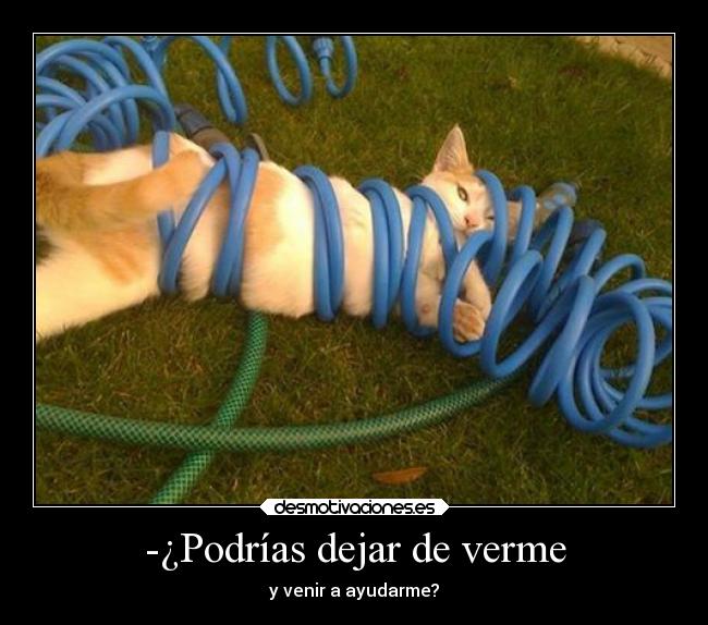 -¿Podrías dejar de verme -