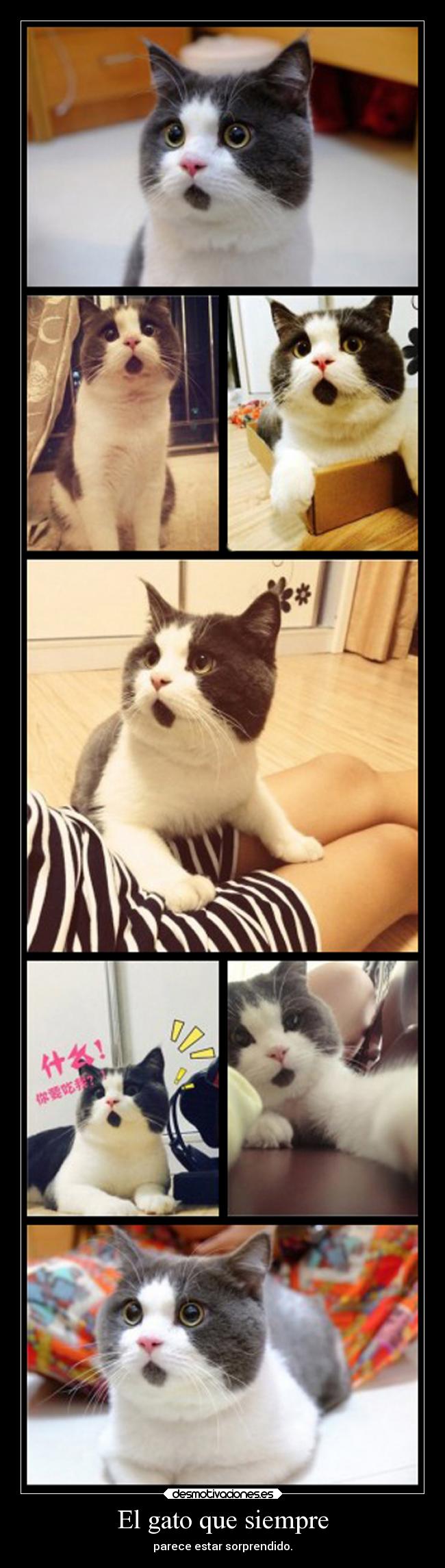 El gato que siempre -