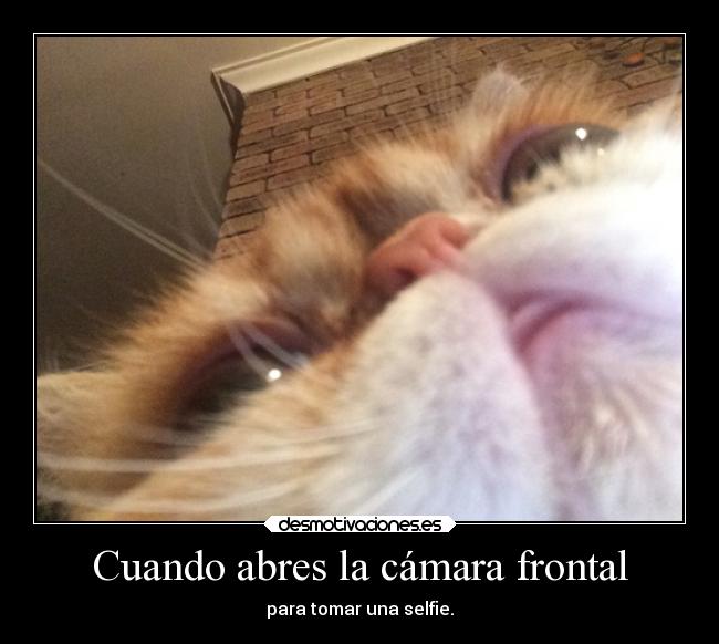 carteles gatos selfie moda desmotivaciones