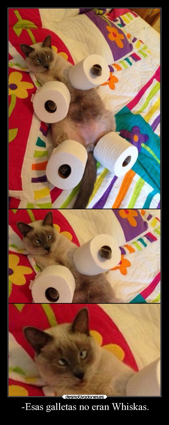 -Esas galletas no eran Whiskas. -