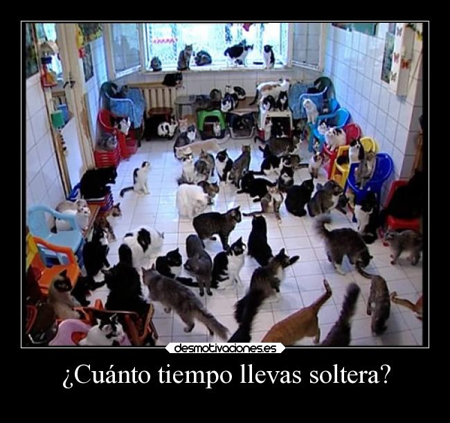 carteles graciosas humor mujer gatos animales soltera gato desmotivaciones