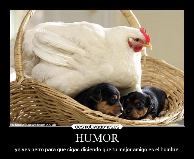 HUMOR -