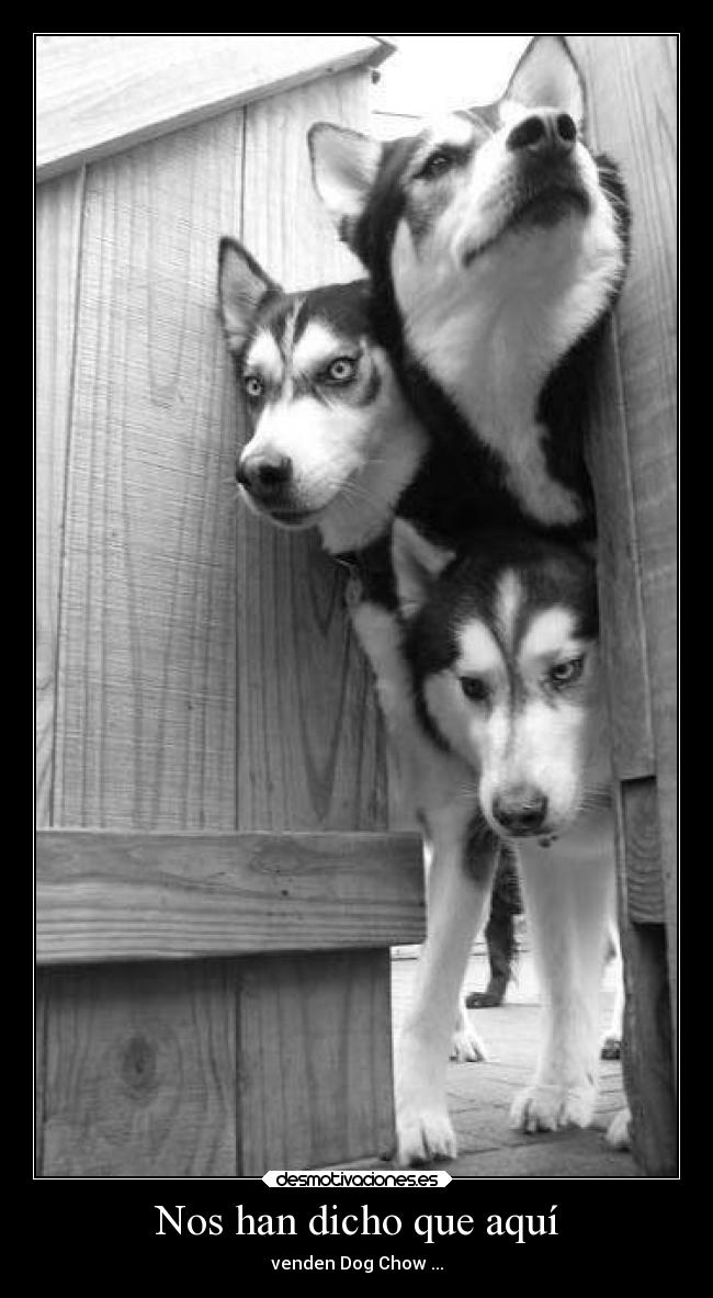 carteles humor animales animaladas perro perrete husky vender dog chow theinmortals desmotivaciones