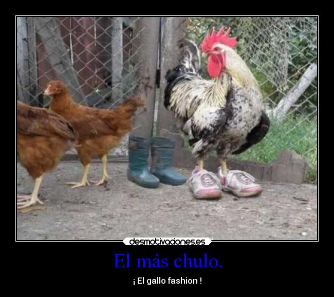 El más chulo. - ¡ El gallo fashion !