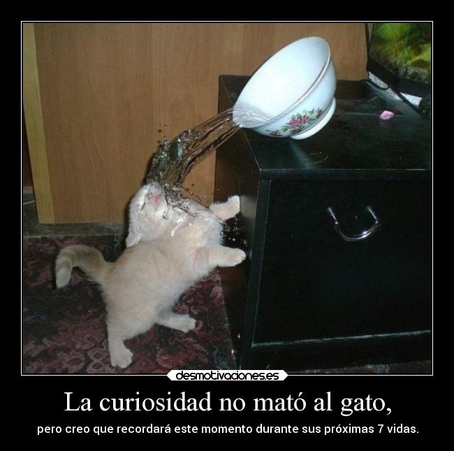 La curiosidad no mató al gato, -