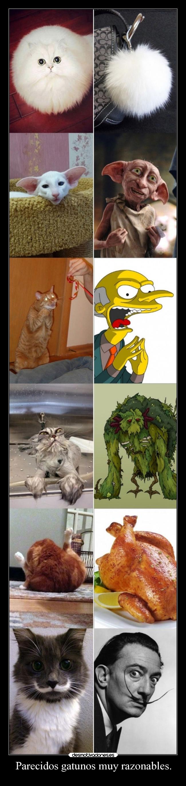 Parecidos gatunos muy razonables. - 