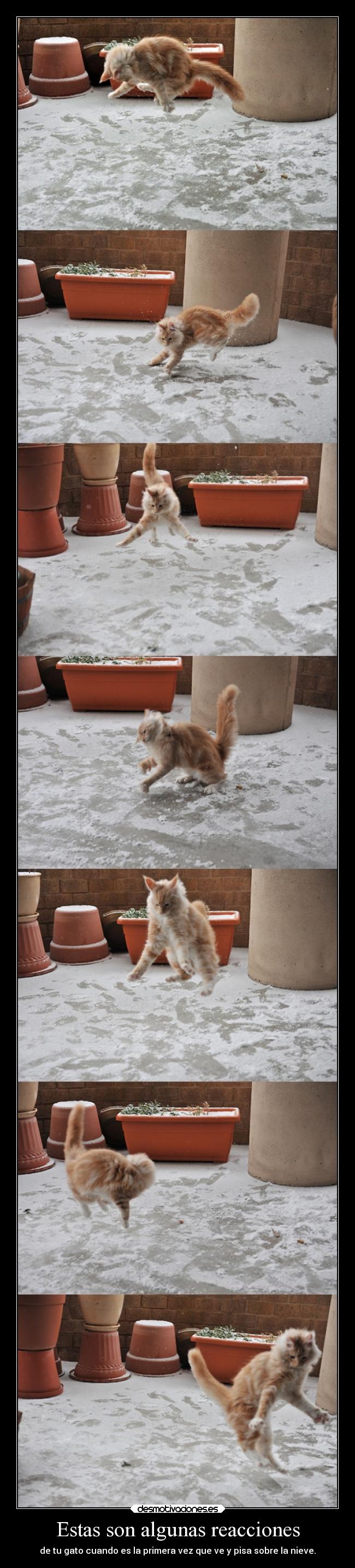 Estas son algunas reacciones - 