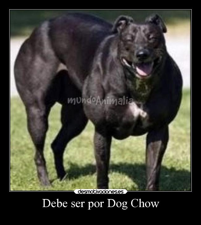carteles humor perro dog chow desmotivaciones