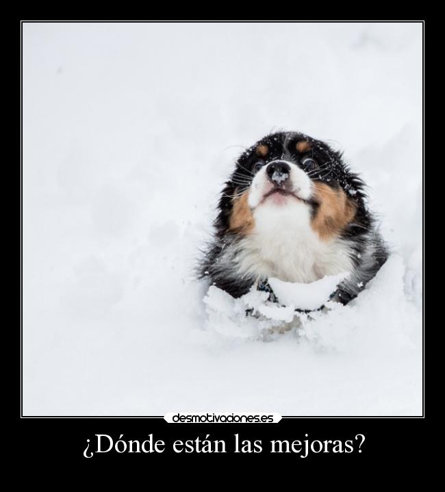 carteles humor slipkdemon clandesplazado mejoras perro nieve tierno desmotivaciones
