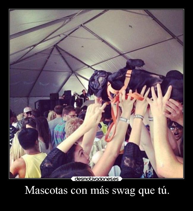 Mascotas con más swag que tú. -