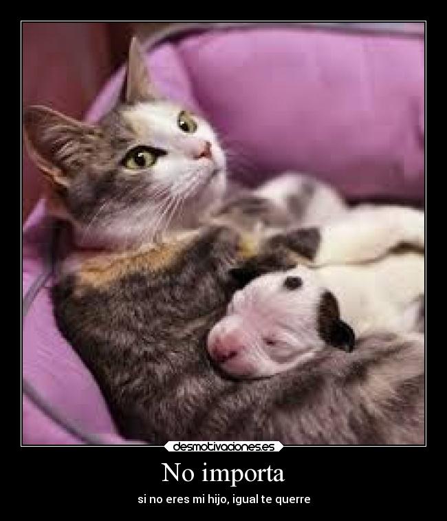 No importa - si no eres mi hijo, igual te querre