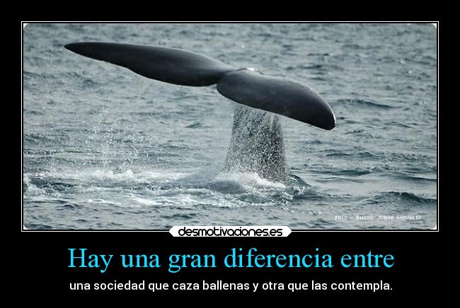 Hay una gran diferencia entre - una sociedad que caza ballenas y otra que las contempla.