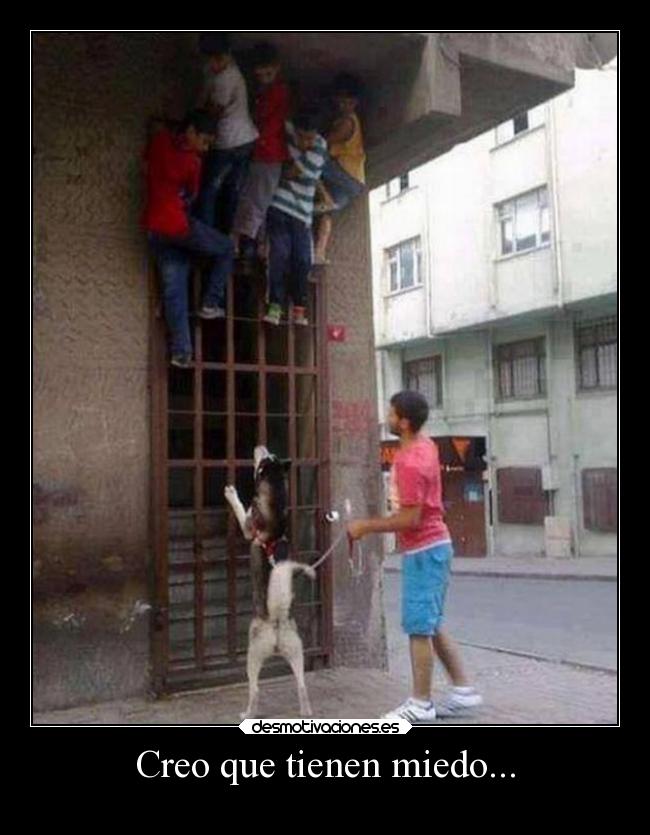 Creo que tienen miedo... -