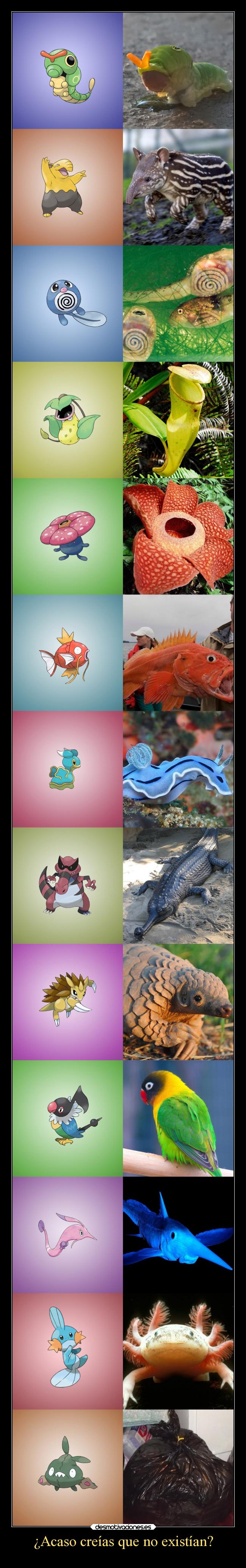 carteles pokemon real fotos desmotivaciones