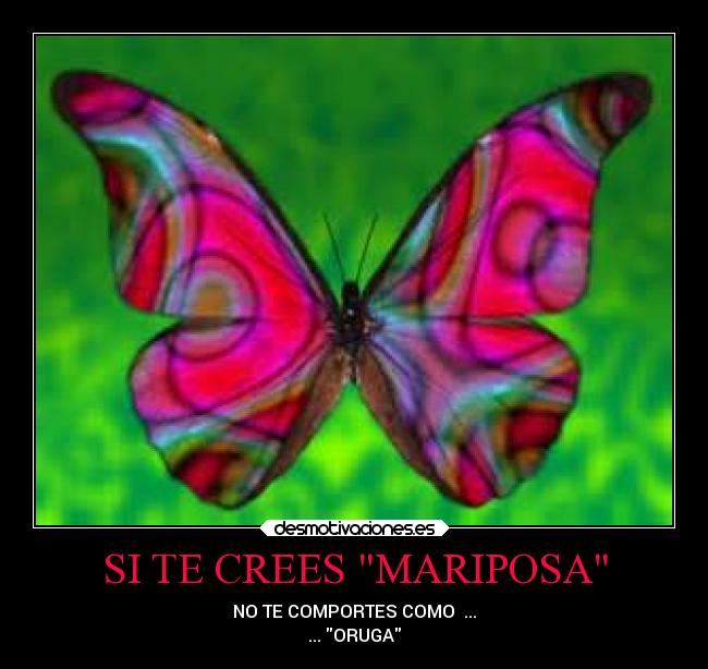SI TE CREES MARIPOSA -
