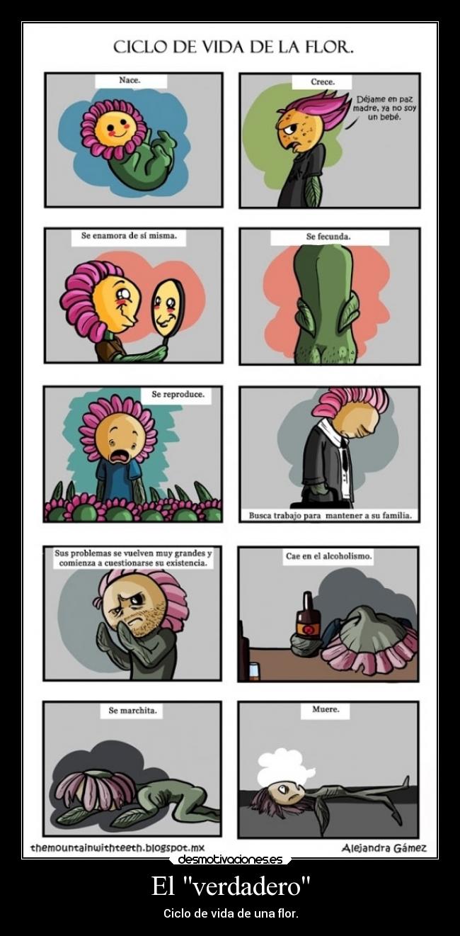 El verdadero - Ciclo de vida de una flor.
