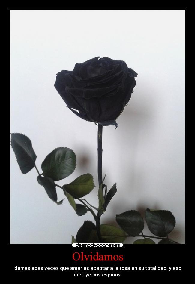Olvidamos - demasiadas veces que amar es aceptar a la rosa en su totalidad, y eso
incluye sus espinas.