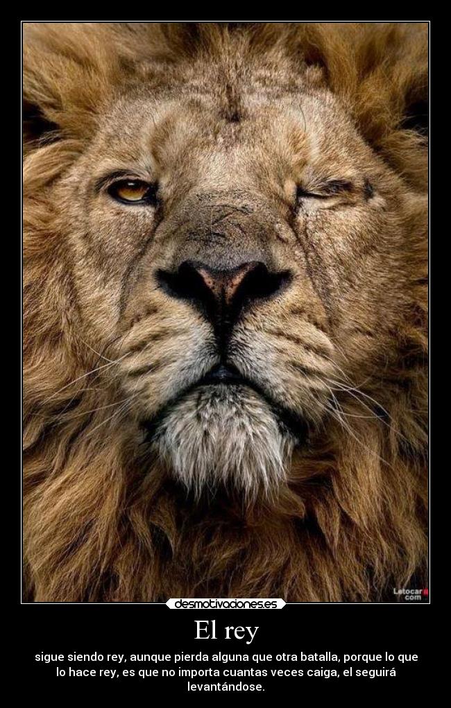 El rey - sigue siendo rey, aunque pierda alguna que otra batalla, porque lo que
lo hace rey, es que no importa cuantas veces caiga, el seguirá
levantándose.