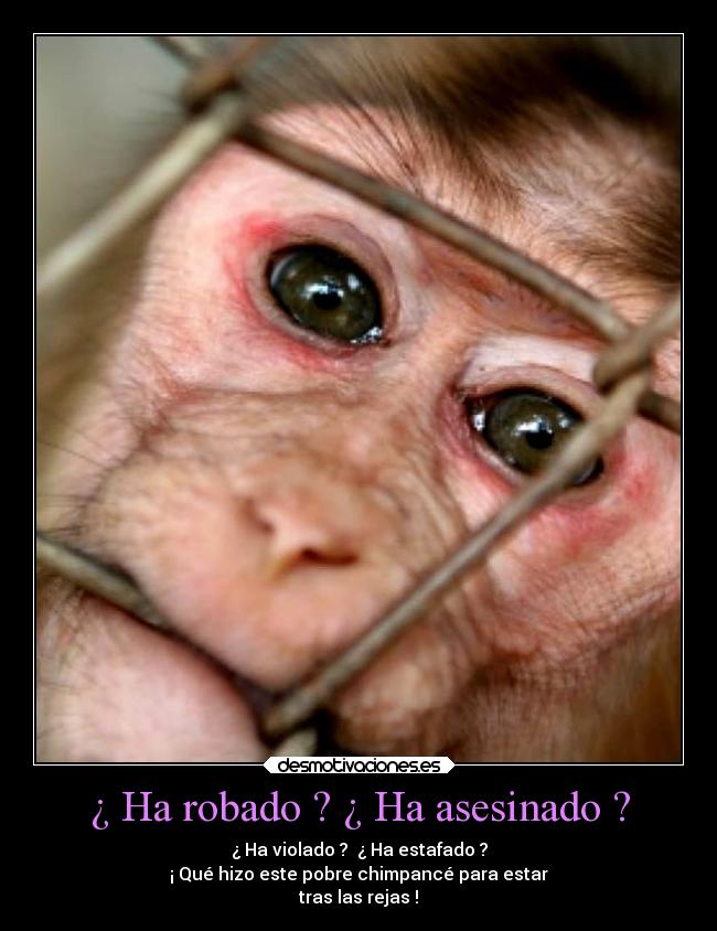 carteles vida chimpance rejas desmotivaciones