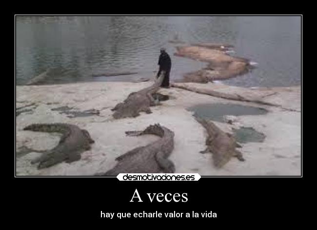 carteles vida cocodrilos reptiles gente valor desmotivaciones