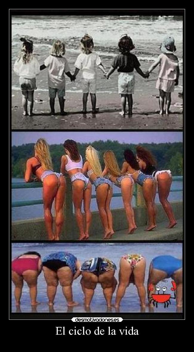 El ciclo de la vida -