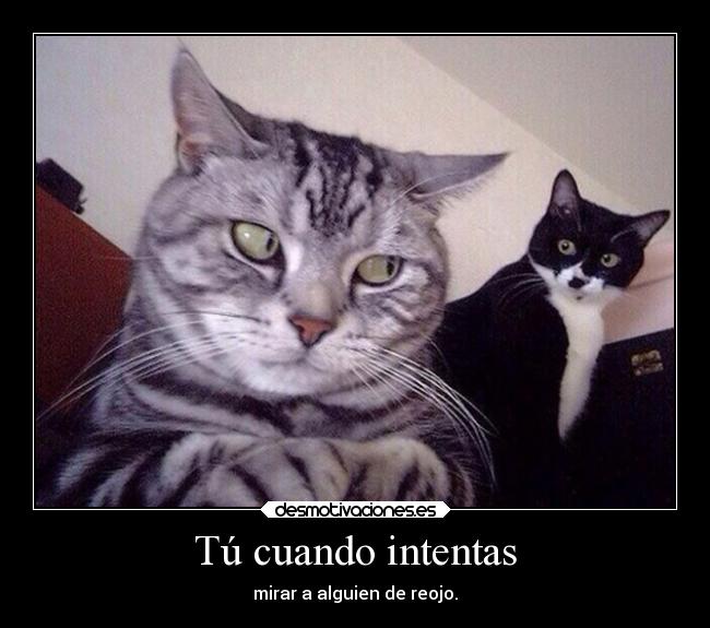 Tú cuando intentas - mirar a alguien de reojo.