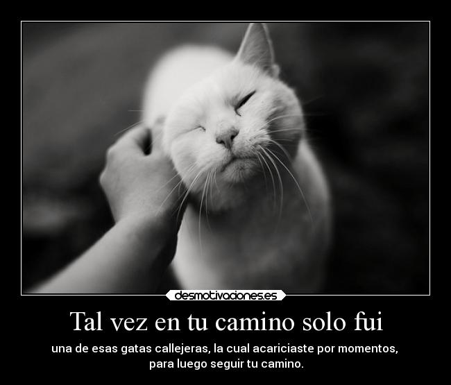 carteles vida recuerdos promesas dolor gatos animales amor sufrimiento mentiras shimakirikirkland desmotivaciones
