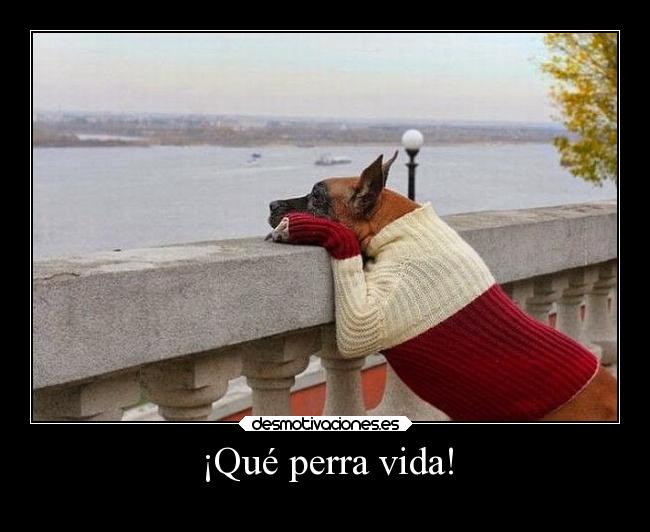 ¡Qué perra vida! - 