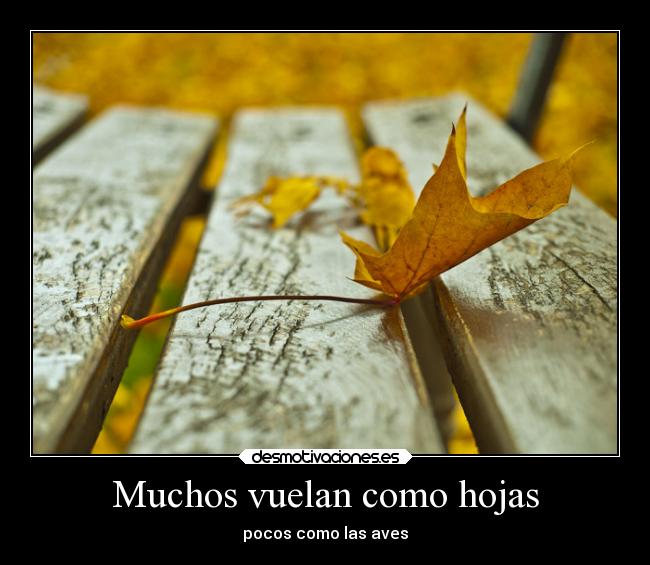 Muchos vuelan como hojas -