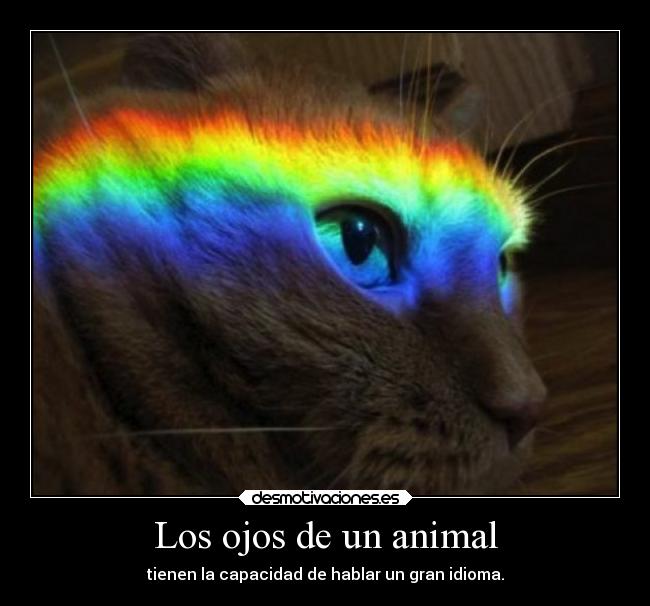 carteles alma animales sebastian656 twitter realidadesperdidas idioma desmotivaciones